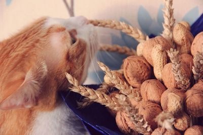 High angle view of cat by food