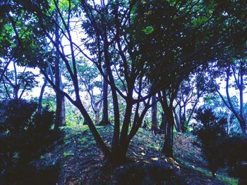 Low angle view of trees in forest