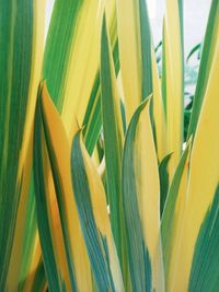 Close-up of yellow flowering plant