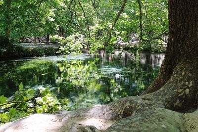 Scenic view of lake in forest