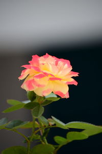 Close-up of pink rose