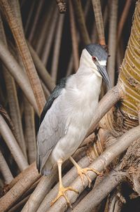 Close-up of bird perching on wood