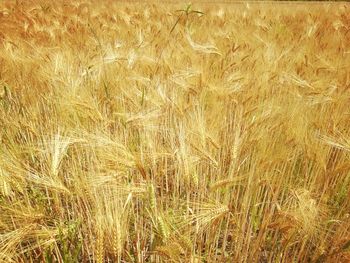 Close-up of wheat field