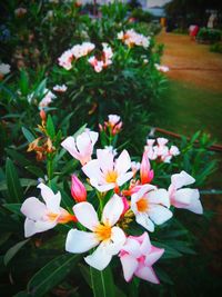 Close-up of white flower
