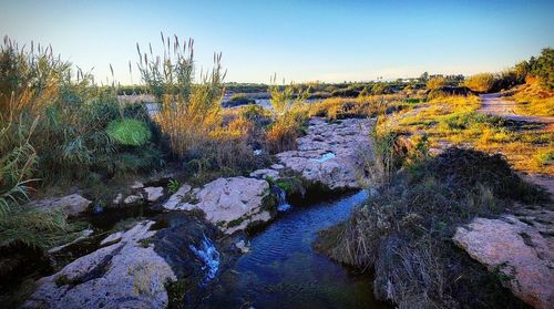 Scenic view of stream