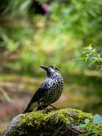 Close-up of bird perching on tree