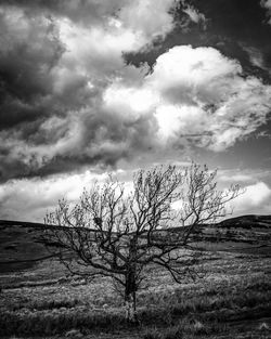 Bare tree on field against sky