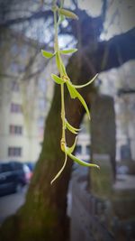 Close-up of insect on leaf
