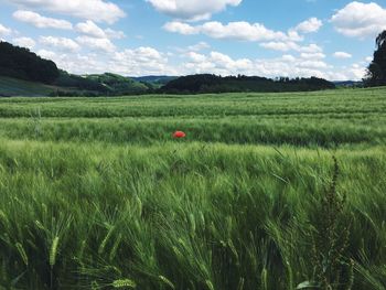 Scenic view of field against sky