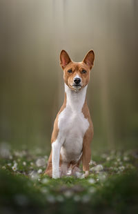 Close-up of basenji dog 