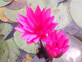 Close-up of pink flower in pond