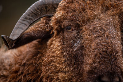 Close-up of sheep