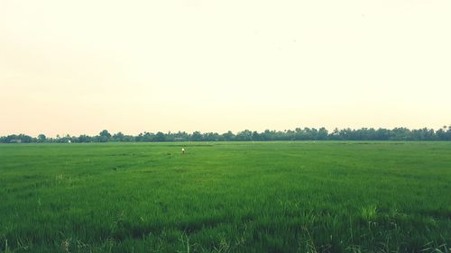 Scenic view of agricultural field against clear sky