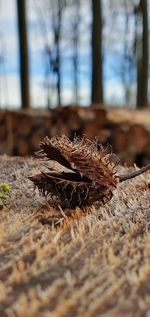 Close-up of dried plant on tree trunk