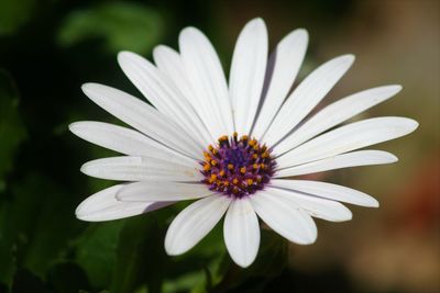High angle close-up of white flower blooming outdoors