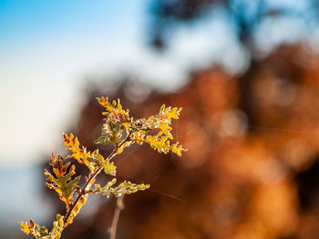 Close-up of yellow flowering plant during autumn