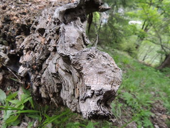 Close-up of tree trunk