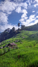 Scenic view of rice field against sky