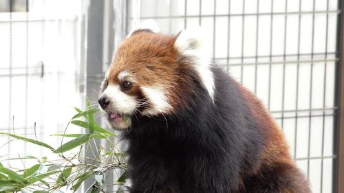 Close-up of dog in cage