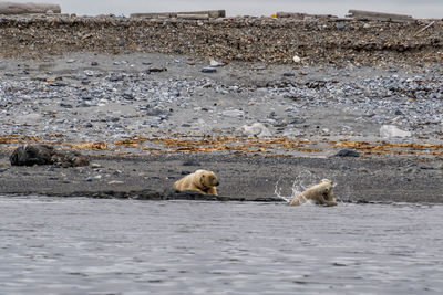 Polar bear mother with youngs playing in the ocean