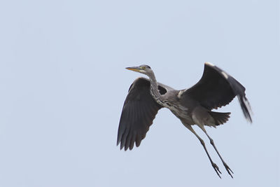 Low angle view of a bird flying