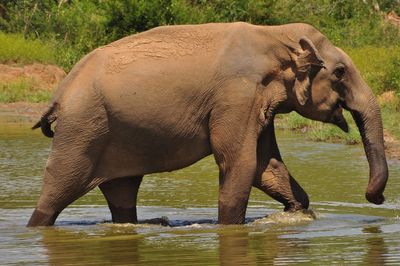 Elephant in water