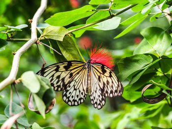 Close-up of butterfly perching on flower