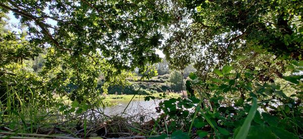 Scenic view of forest