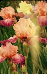 Close-up of pink flowers