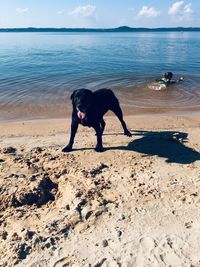 Dog standing on beach