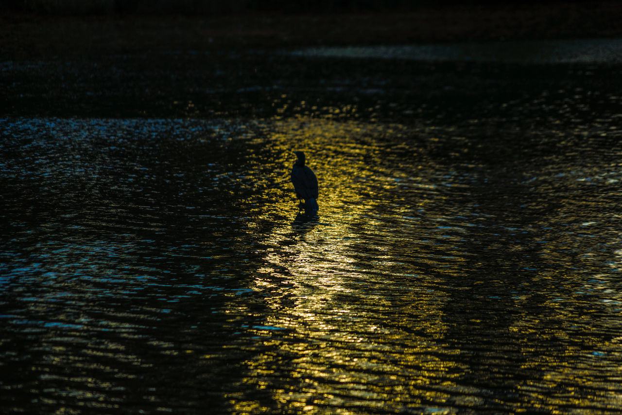 HIGH ANGLE VIEW OF SILHOUETTE BIRD SWIMMING IN WATER