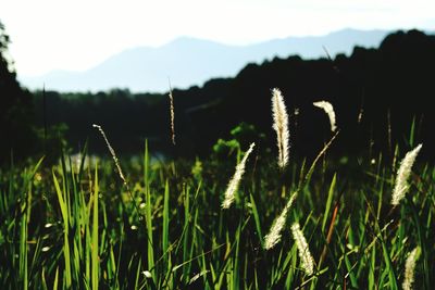 Scenic view of grassy field against sky