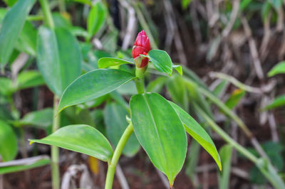 Close-up of red flower