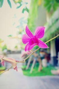 Close-up of pink flower blooming outdoors