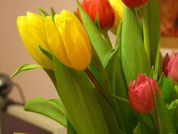 Close-up of yellow tulips blooming outdoors