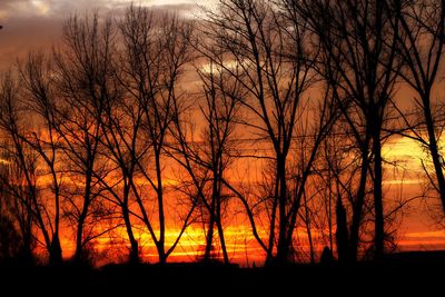 Silhouette of trees at sunset