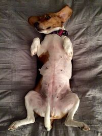 Dog resting on couch