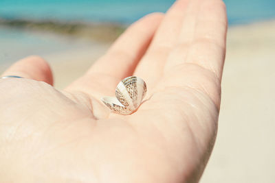 Close-up of human hand holding shell