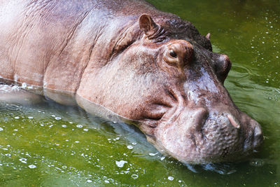 Close-up of lion in lake at zoo