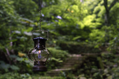 Close-up of light bulb hanging on tree