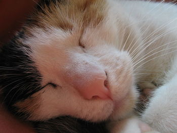 Close-up of dog sleeping