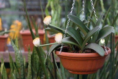 Close-up of potted plant