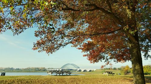View of trees on beach