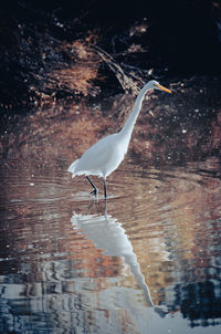 Bird on lake