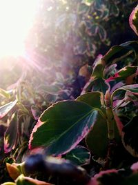 Close-up of leaves growing on plant against bright sun