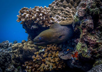 Large moray eel