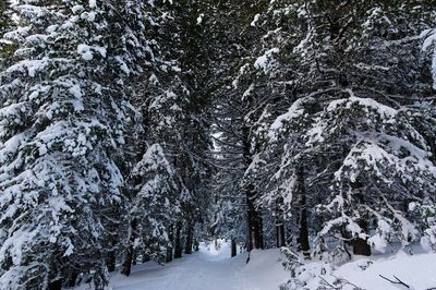 Snow covered trees in forest