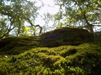 Trees in forest