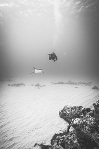Scuba diver swimming by stingray undersea