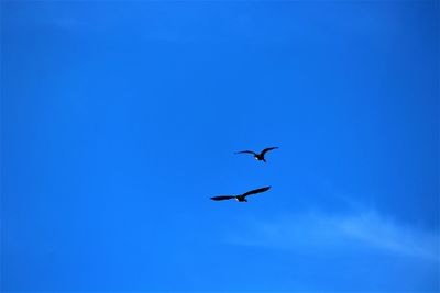 Low angle view of seagulls flying in sky